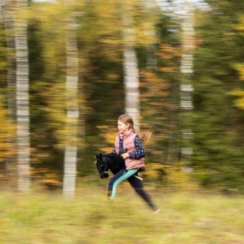 Hobby horse koń na patyku kiju dla dziecka duży A3 Hobby horse koń na patyku kiju dla dziecka duży A3