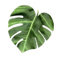 Podkładka Monstera D 40x40 cm gr. 4 mm - Galapagos