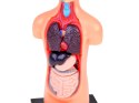 Zestaw edukacyjny Model anatomiczny CIAŁO CZŁOWIEKA + organy 11ele ZA5200