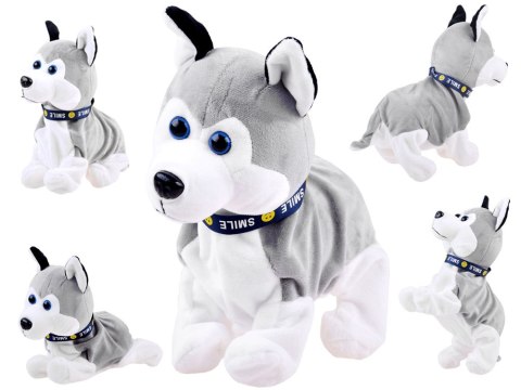 Interaktywny piesek Husky reaguje na dotyk ZA1333 Interaktywny piesek Husky reaguje na dotyk ZA1333